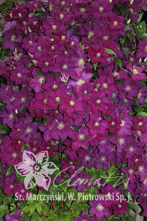 Clematis  'Syrena'