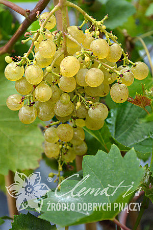 Vitis 'Primavera'