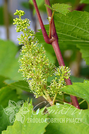 Vitis 'Primavera'