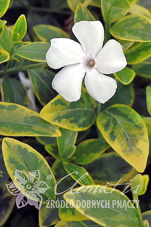 Vinca minor 'Alba Variegata'