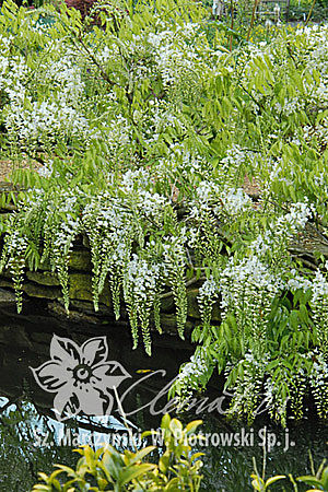 Wisteria floribunda 'Shiro-noda' (syn. 'Longissima Alba', 'Snow Shower')