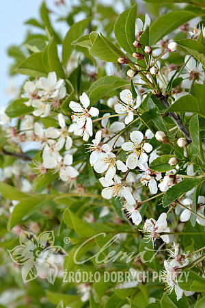 Prunus 'Carmine Jewel'