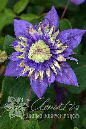 Clematis 'Taiga'PBR