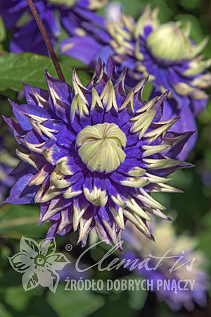 Clematis 'Taiga'PBR