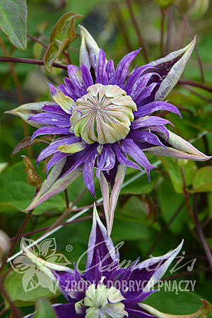 Clematis 'Taiga'PBR