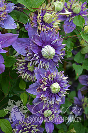 Clematis 'Taiga'PBR