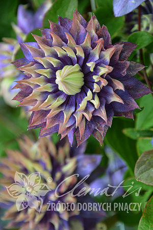 Clematis 'Taiga'PBR