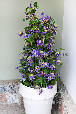 Clematis 'Taiga'PBR