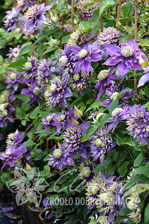 Clematis 'Taiga'PBR