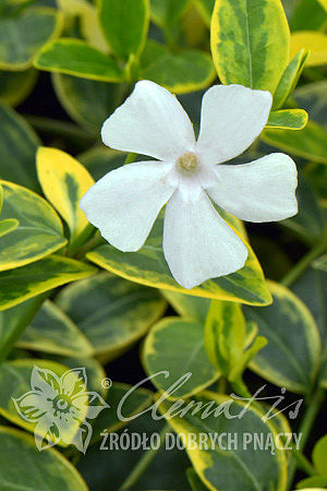 Vinca minor 'Alba Variegata'