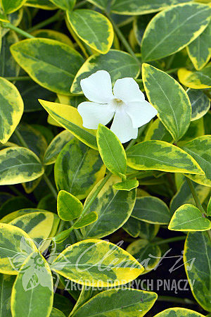 Vinca minor 'Alba Variegata'