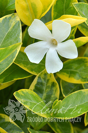 Vinca minor 'Alba Variegata'