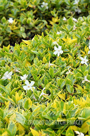 Vinca minor 'Alba Variegata'