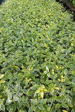 Vinca minor 'Alba Variegata'