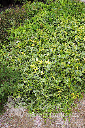 Vinca minor 'Alba Variegata'