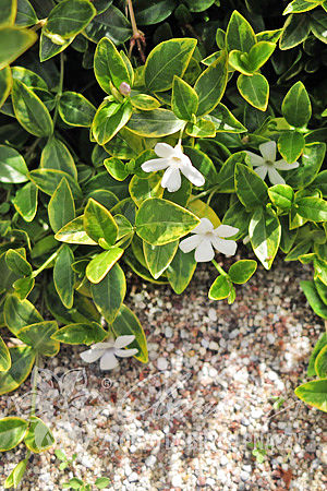 Vinca minor 'Alba Variegata'