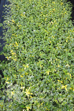 Vinca minor 'Alba Variegata'