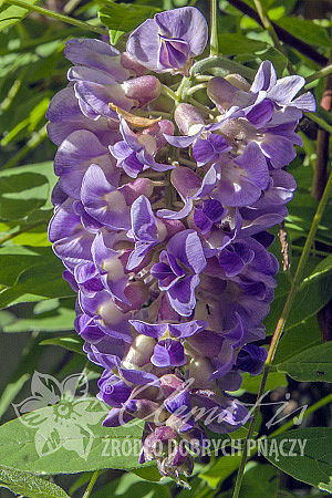 Wisteria frutescens 'Longwood Purple'