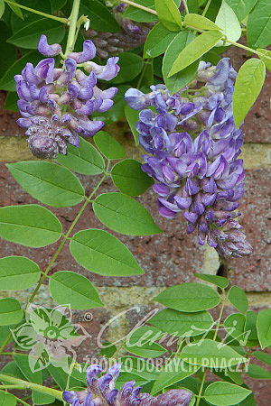 Wisteria frutescens 'Longwood Purple'