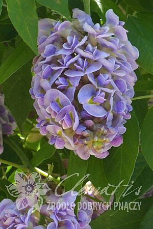 Wisteria frutescens 'Longwood Purple'