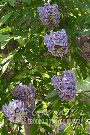 Wisteria frutescens 'Longwood Purple'
