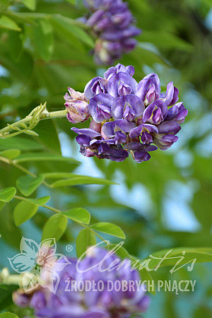 Wisteria frutescens 'Longwood Purple'