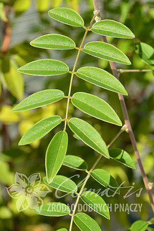 Wisteria frutescens 'Longwood Purple'