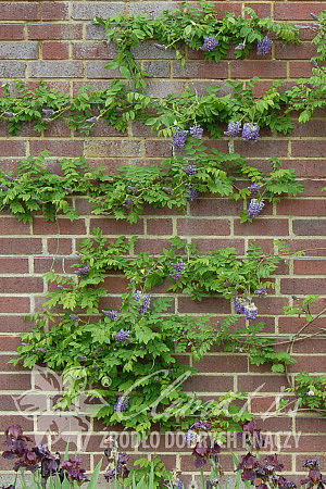 Wisteria frutescens 'Longwood Purple'