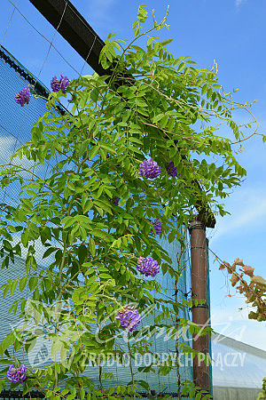 Wisteria frutescens 'Longwood Purple'