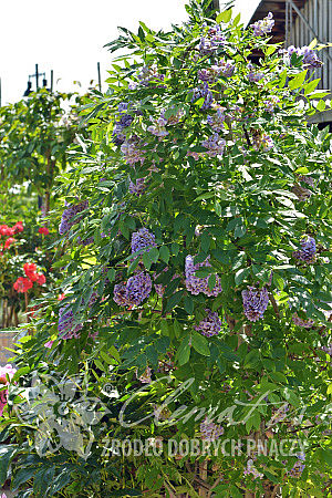 Wisteria frutescens 'Longwood Purple'