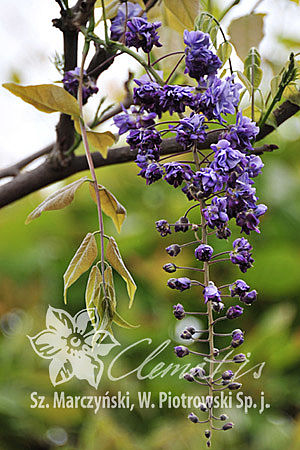 Wisteria floribunda 'Violacea Plena'  (syn. 'Black Dragon')