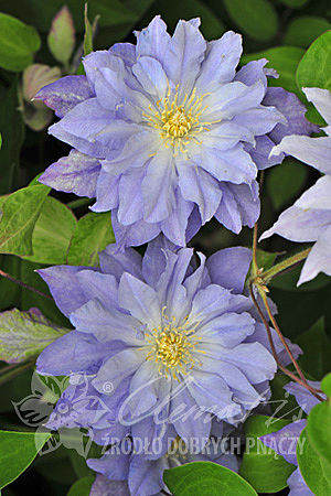 Clematis  'Azure Ball'PBR