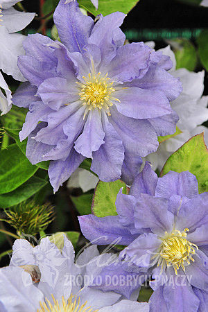 Clematis  'Azure Ball'PBR