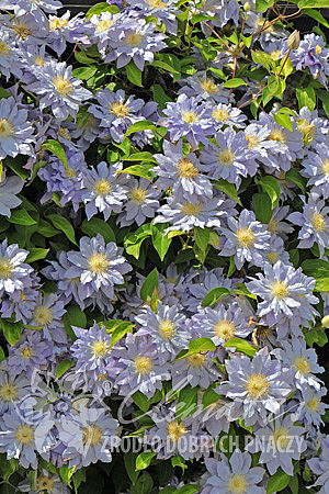 Clematis  'Azure Ball'PBR