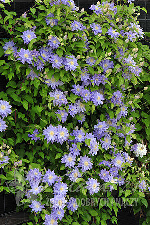 Clematis  'Azure Ball'PBR