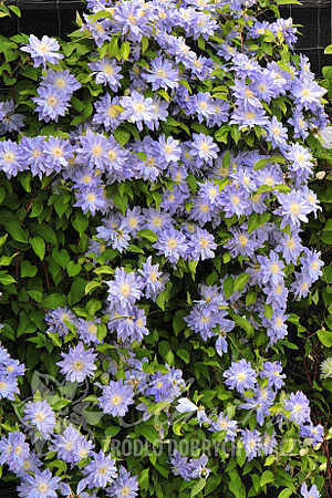 Clematis  'Azure Ball'PBR