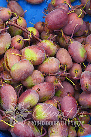 Actinidia arguta 'Bingo' PBR