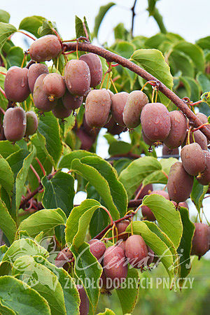 Actinidia arguta 'Bingo' PBR