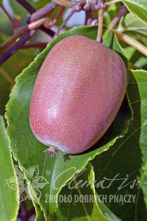 Actinidia arguta 'Bingo' PBR