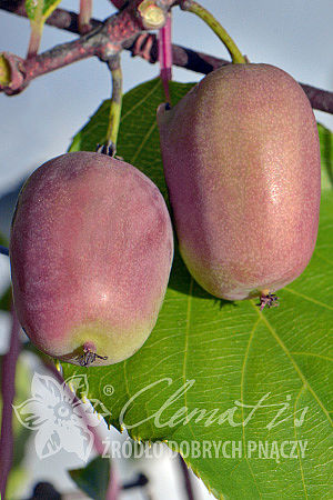 Actinidia arguta 'Bingo' PBR