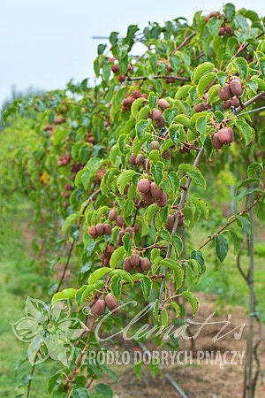 Actinidia arguta 'Bingo' PBR