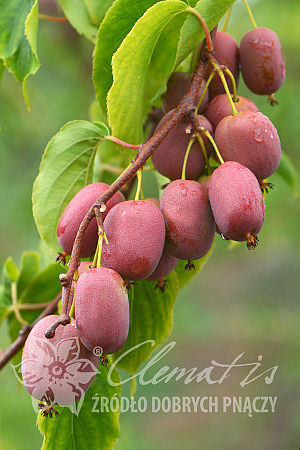 Actinidia arguta 'Bingo' PBR