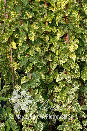 Lonicera japonica 'Aureoreticulata'