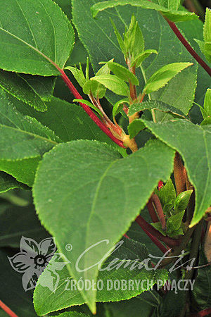 Actinidia purpurea 'Hardy Red'