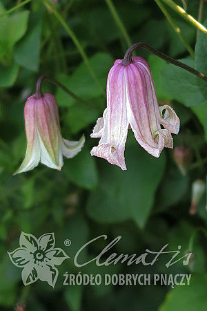Clematis 'Fay'