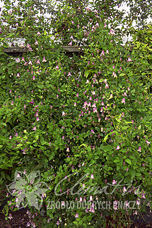 Clematis 'Fay'