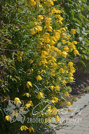 Clematis 'Kaśka'