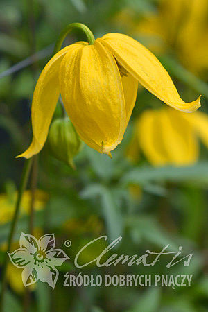 Clematis 'Kaśka'