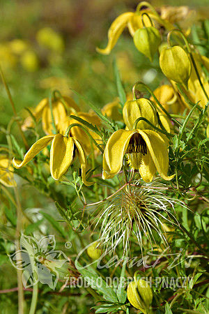 Clematis 'Kaśka'