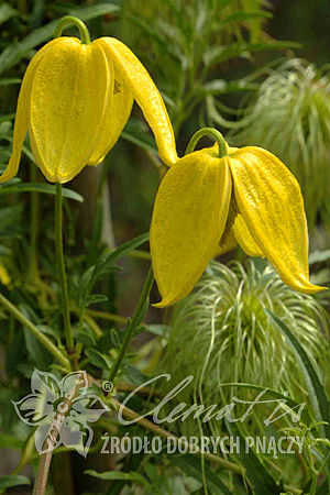 Clematis 'Kaśka'